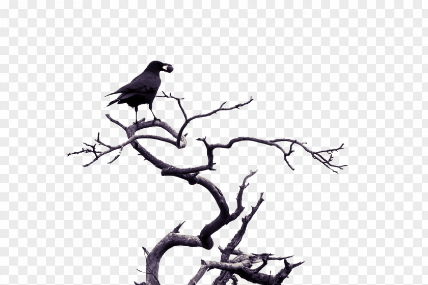Black Birds Bird Love Pixabay Illustration PNG