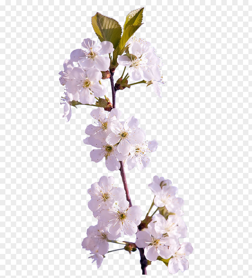 Cherry Tree Branch Clip Art Digital Image Computer File PNG