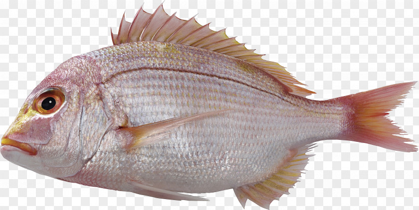 Fish Papua New Guinea Aquaculture Of Tilapia Common Carp PNG