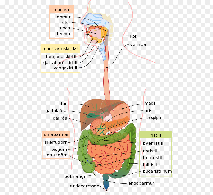 Gastrointestinal Human Digestive System Tract Digestion Diagram Body PNG
