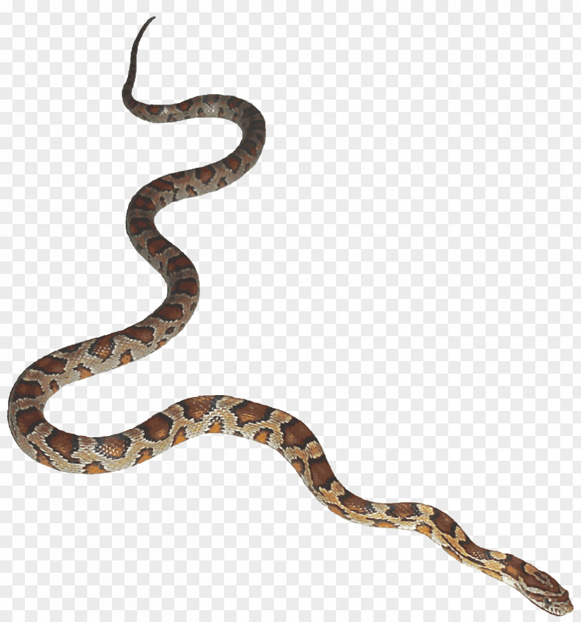 PYTHON Snake Animation Desktop Wallpaper Clip Art PNG