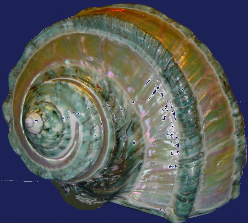 Snail Sea Mollusc Shell Seashell Conch PNG