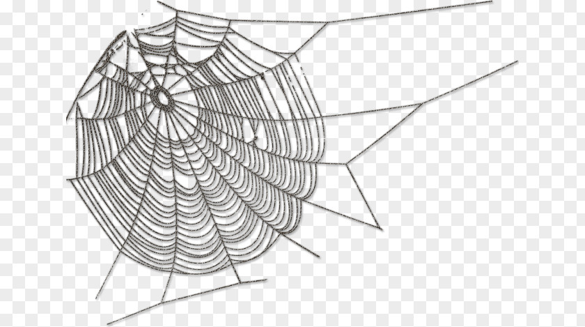 Spider Web Silk PNG