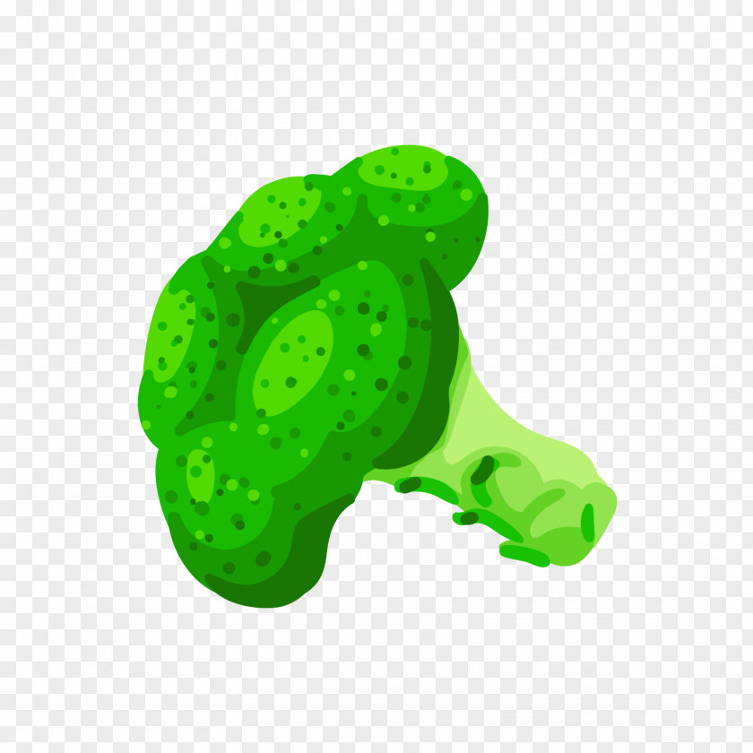 A Green Cauliflower Adobe Illustrator Broccoli PNG