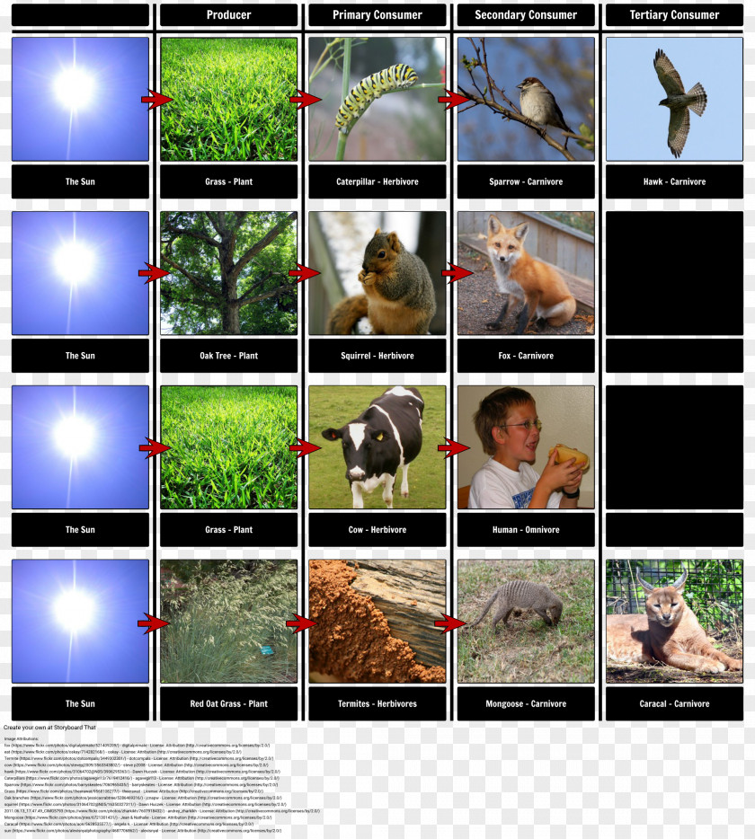 Food Chin Chain Web Trophic Level Organism PNG