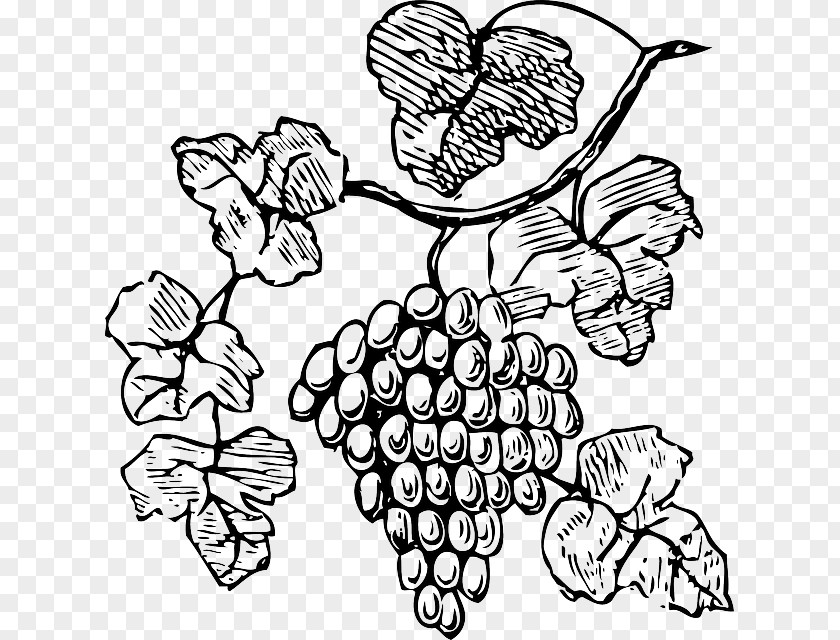 Grapes Drawing Wine Common Grape Vine Champagne Clip Art PNG
