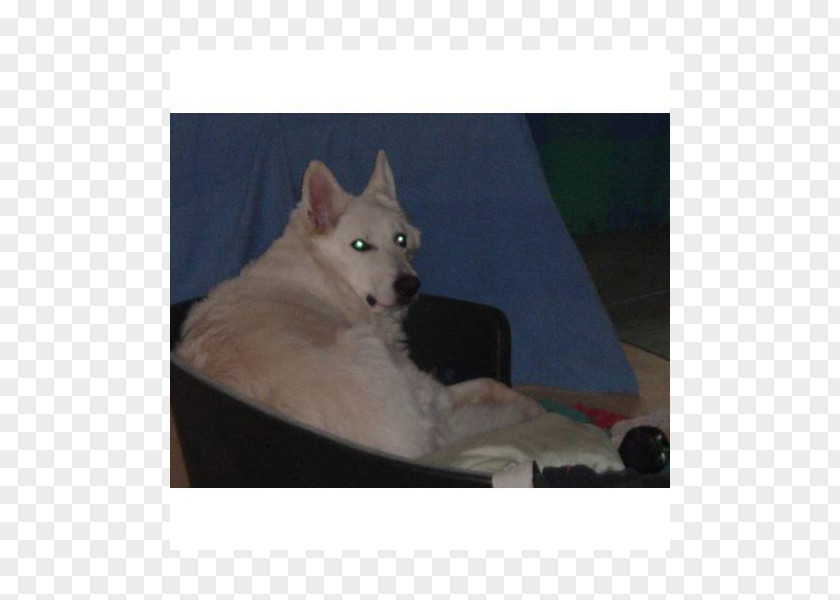 Husky Dog Breed Siberian Saarloos Wolfdog Norwegian Buhund Kishu PNG