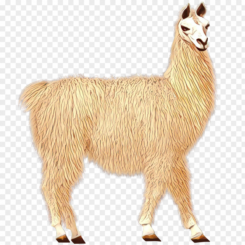 Llama Alpaca Goat Terrestrial Animal PNG
