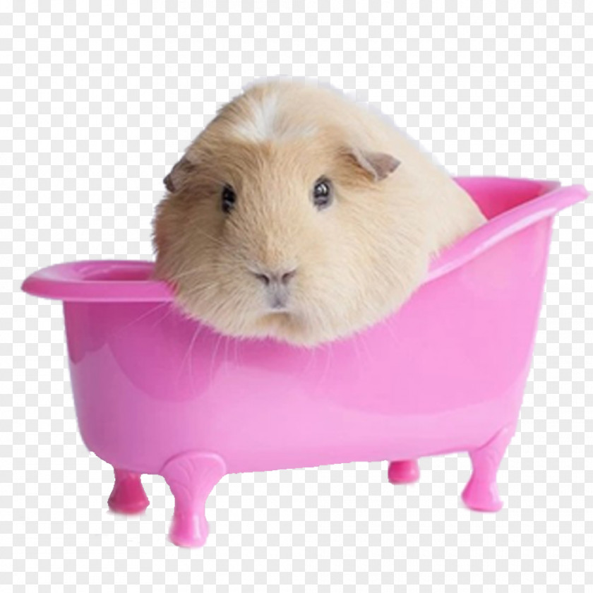 The Guinea Pig Pink Pot Peruvian Miniature Rodent Cuteness Wallpaper PNG