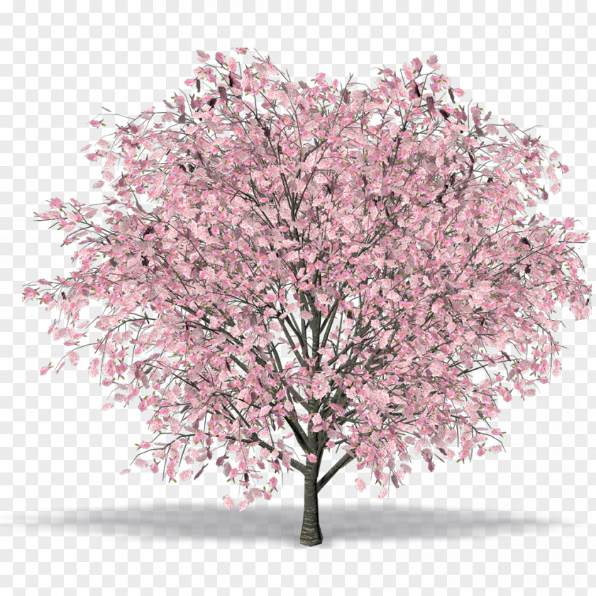Cherry Blossom East Asian Tree Cerasus Prunus Serrula PNG