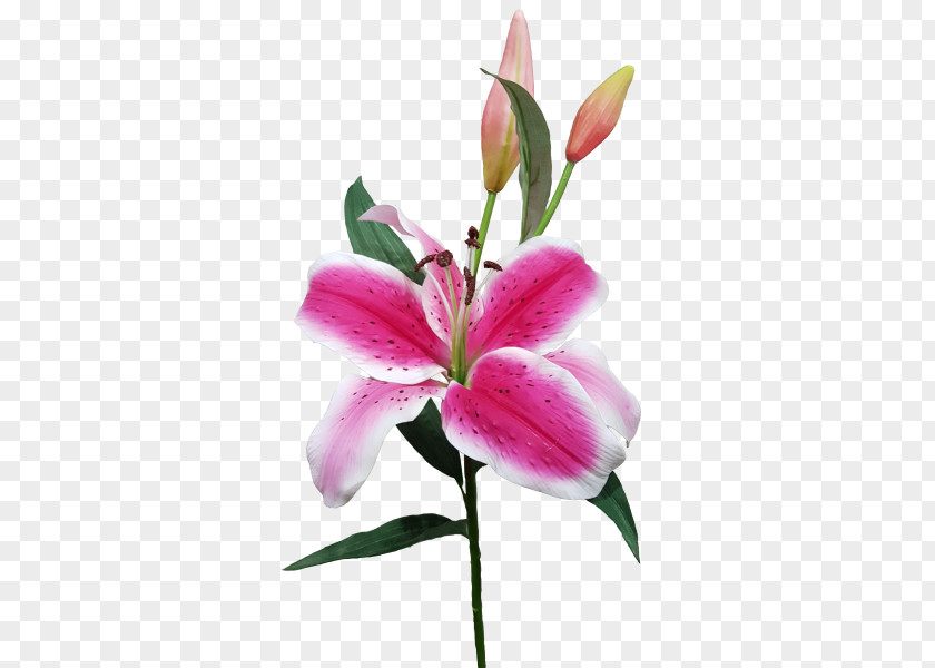 Flower Lilium Cut Flowers Plant Stem Bud PNG
