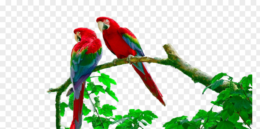 Lake Sandoval Budgerigar Amazon Rainforest Peruvian Macaw PNG