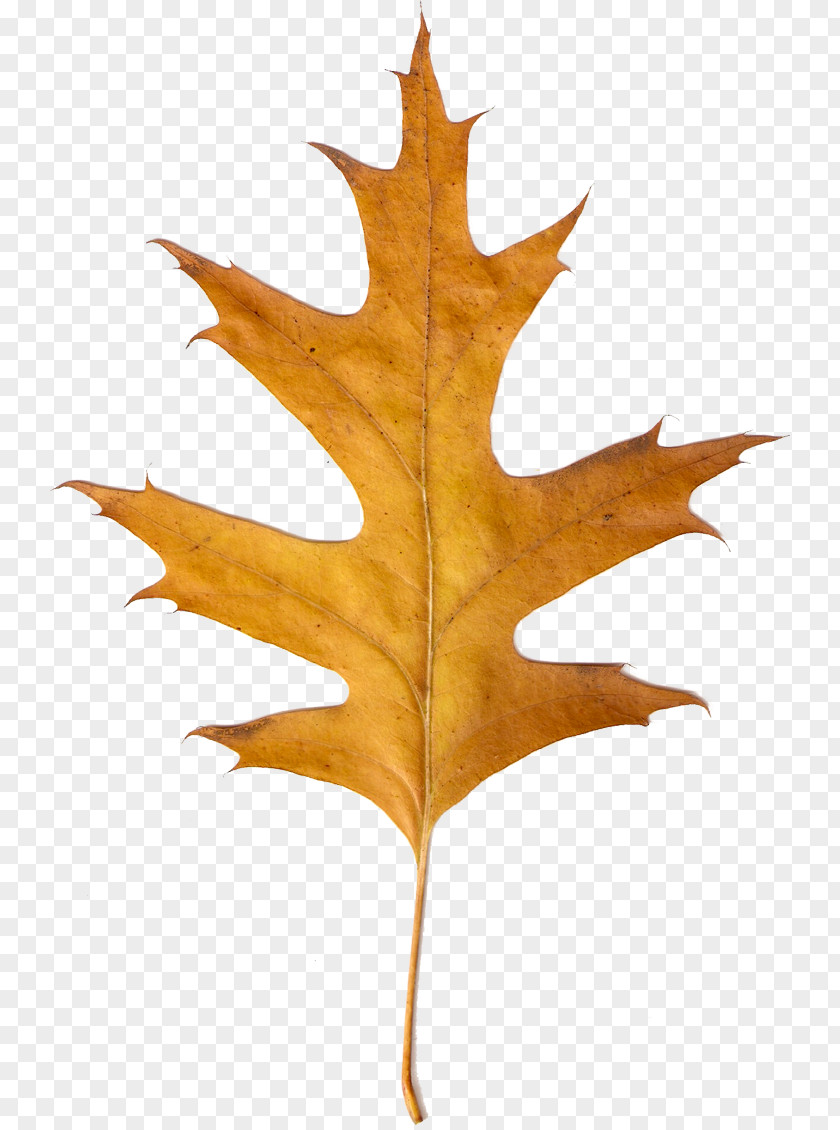 Maple Leaf LiveInternet Clip Art PNG