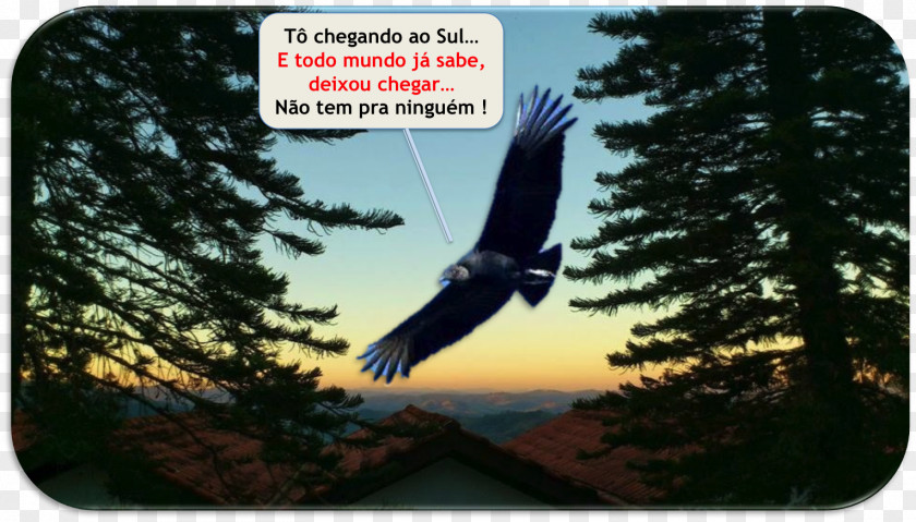 Eagle Beak Sky Plc PNG