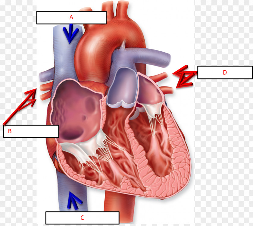Heart Anatomy Of The Chart Human Body Diagram PNG