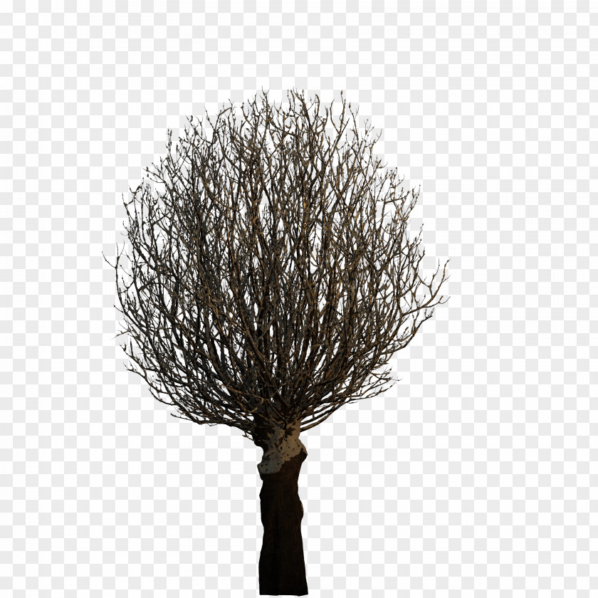 Tree Plant 3D Computer Graphics PNG