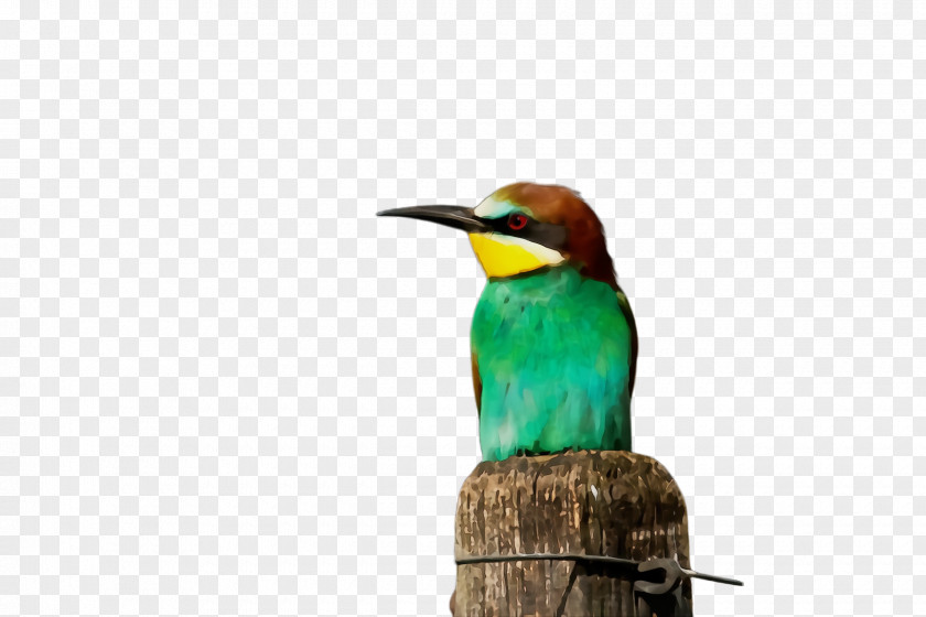 Wildlife Piciformes Hummingbird PNG