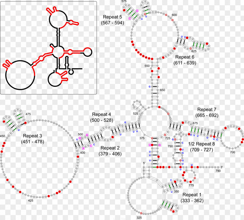 XIST X-inactivation Dosage Compensation RNA Gene PNG