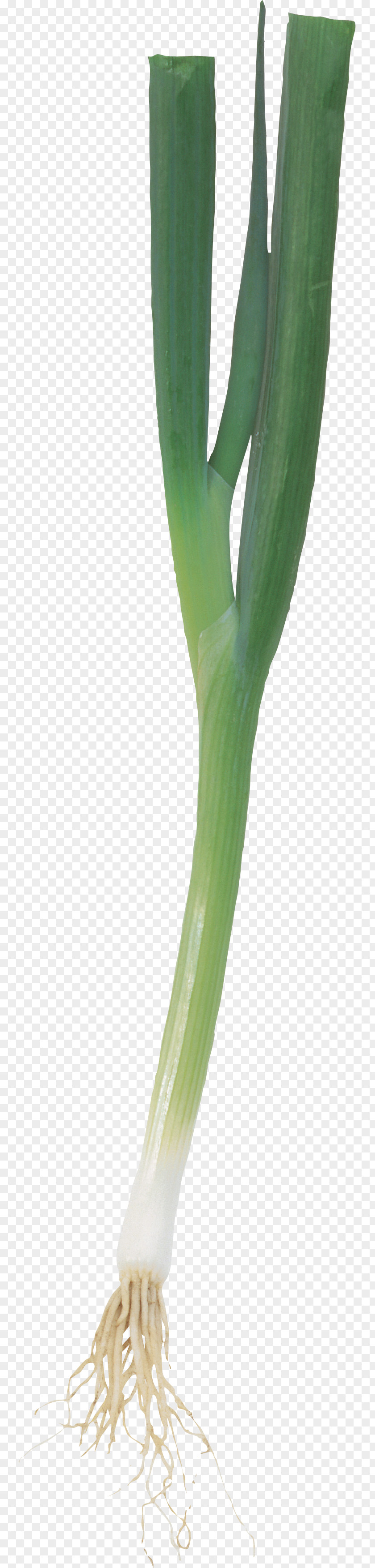 Onion Allium Fistulosum Scallion Leek Shashlik PNG