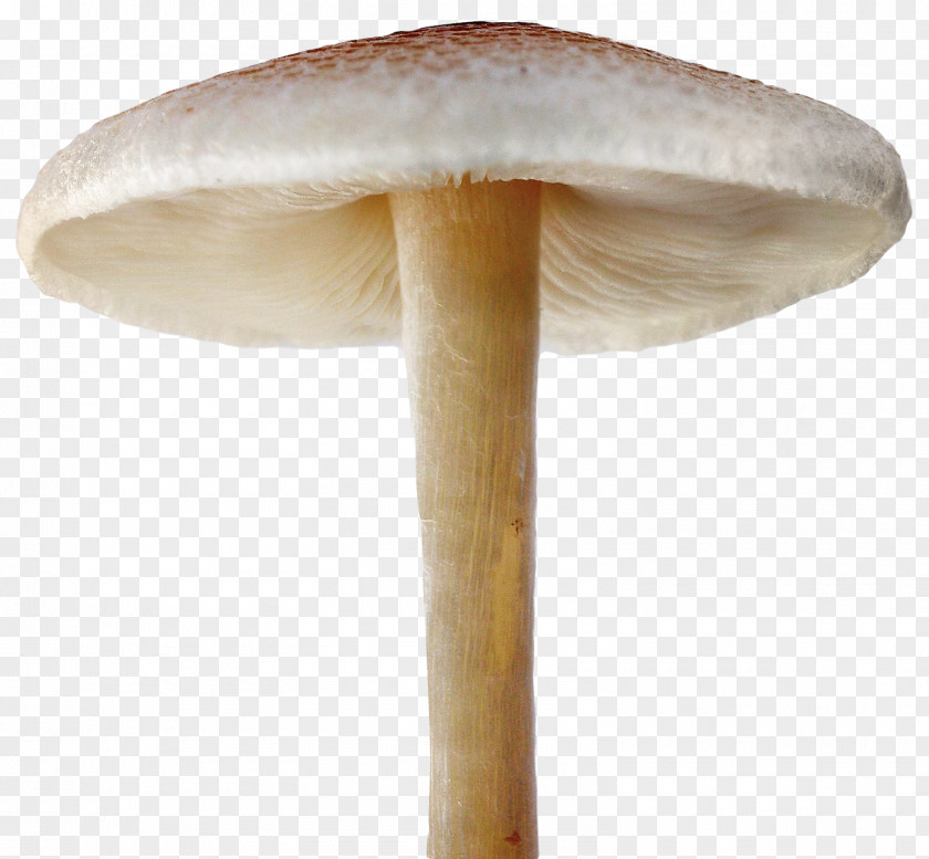 Mushroom Clip Art PNG