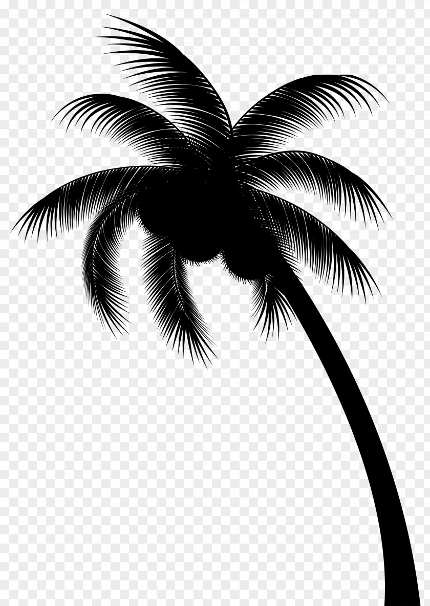 Palm Trees 0 Zouk Graphics Facebook PNG