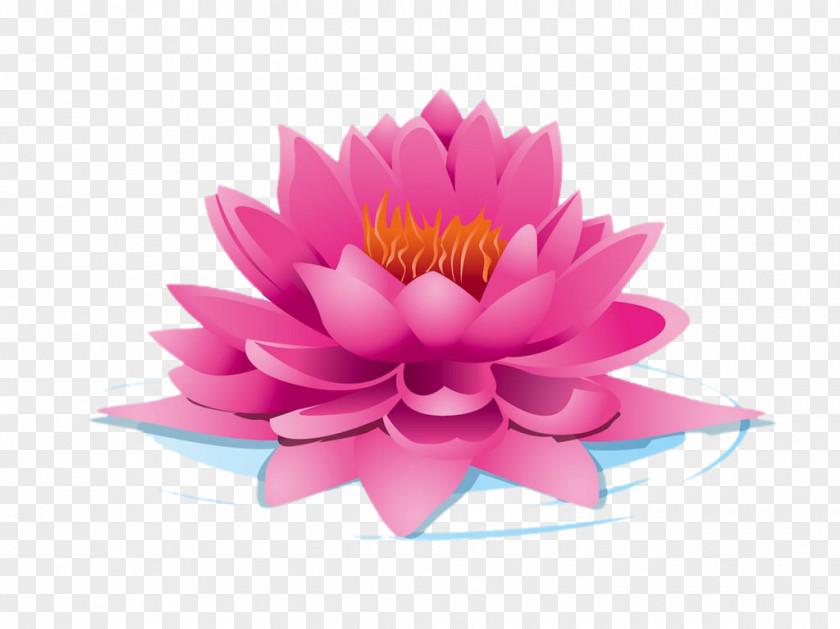 Pink Lotus Nelumbo Nucifera Euclidean Vector Clip Art PNG