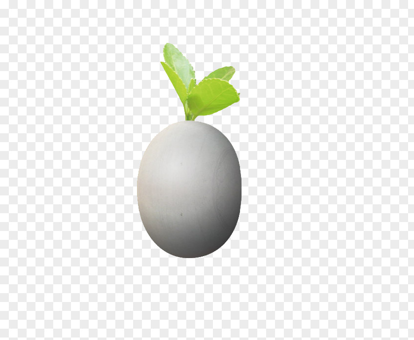 Small Green Buds With Eggs Download PNG