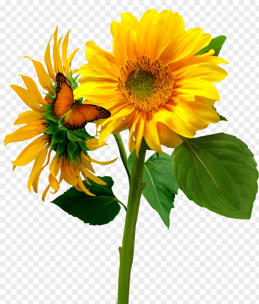 Sunflower Flowers Butterfly Common PNG