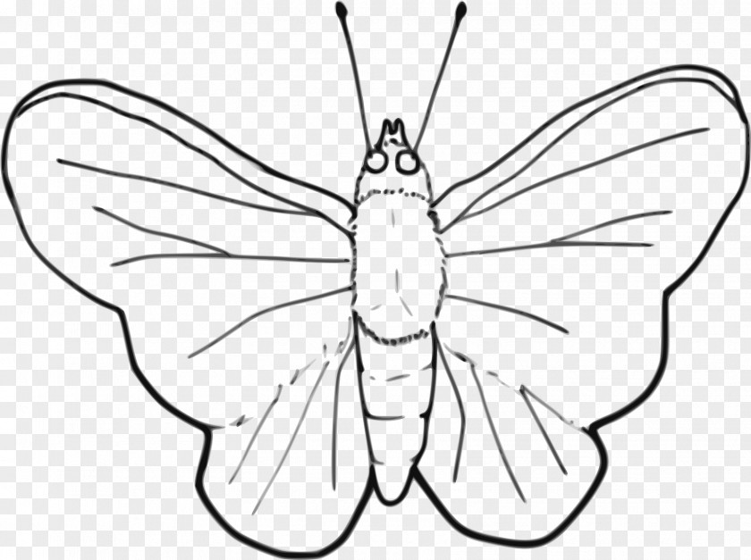 Butterfly Drawing Line Art Clip PNG