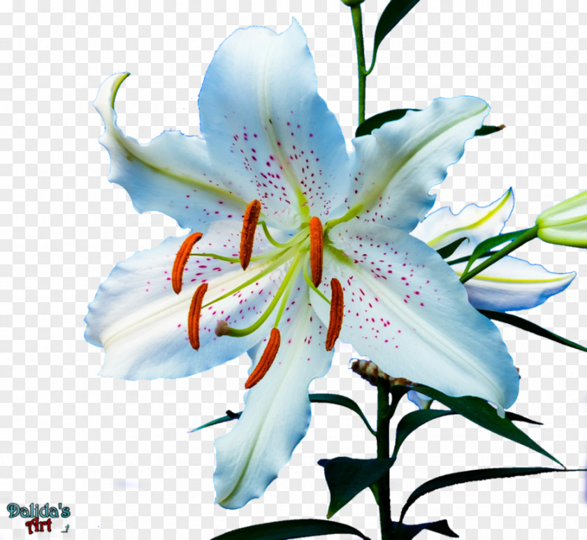Flower Tiger Lily 'Stargazer' Daylily Golden-rayed PNG