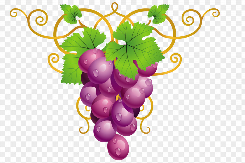 Grapes Common Grape Vine Wine Clip Art PNG