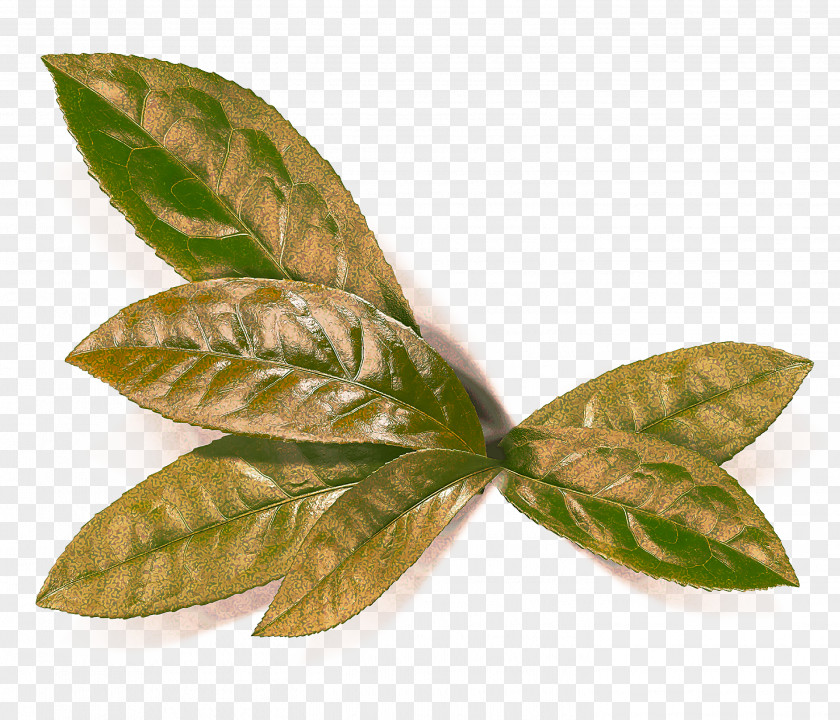 Houseplant Plant Pathology Leaf Flower Tree Flowering PNG