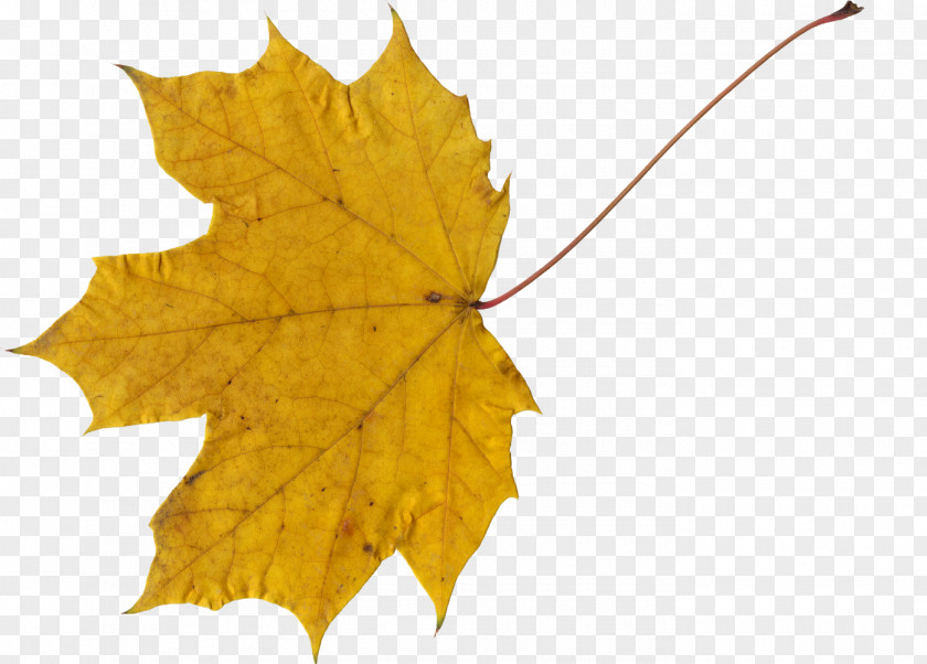 Leaf Canada Maple PNG