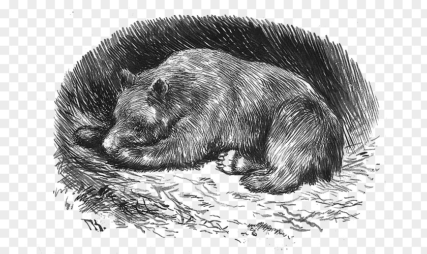 光 Norwegian Folktales Scandinavian Folklore Legend Bear PNG