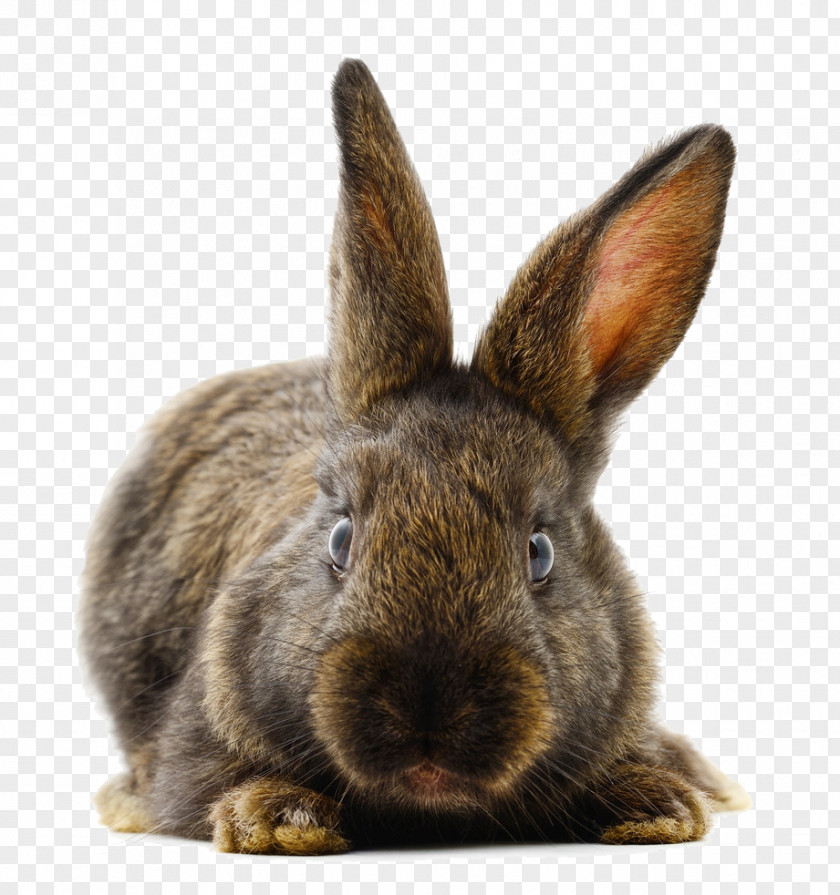 Tummy Rabbit Domestic Muroidea Animal PNG