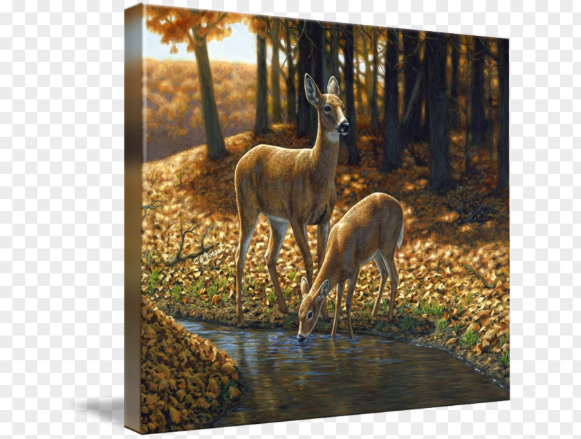 Deer Red Oil Painting White-tailed PNG