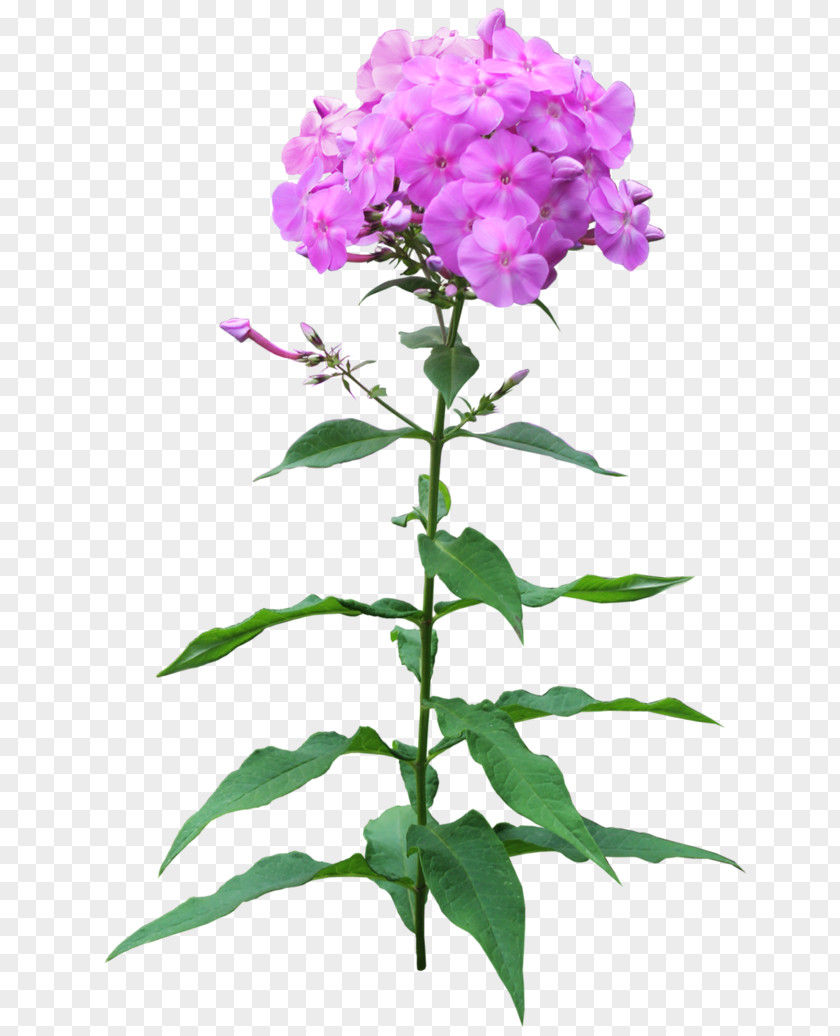 Flower Phlox Pruning Perennial Plant PNG