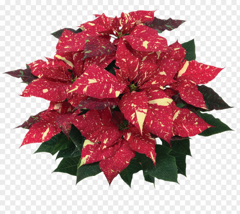 Flower Poinsettia Red Rose Spurges PNG