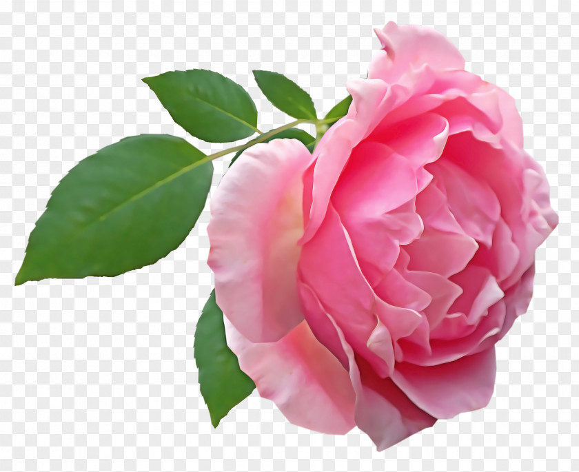 Garden Roses PNG