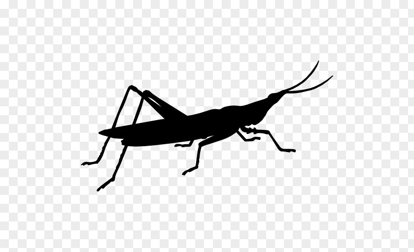 Grasshopper Insect Locust Cricket Symbol PNG