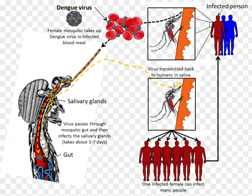 Dengue Virus Yellow Fever Mosquito Viral Hemorrhagic Disease PNG