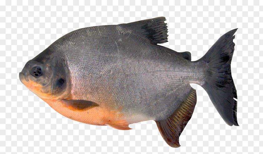 Fish Tambaqui Pacu Orinoco Piaractus Brachypomus PNG