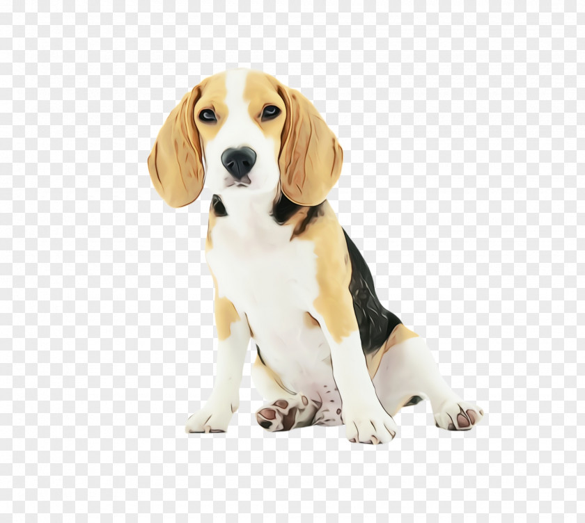 Pocket Beagle Finnish Hound Dog And Cat PNG