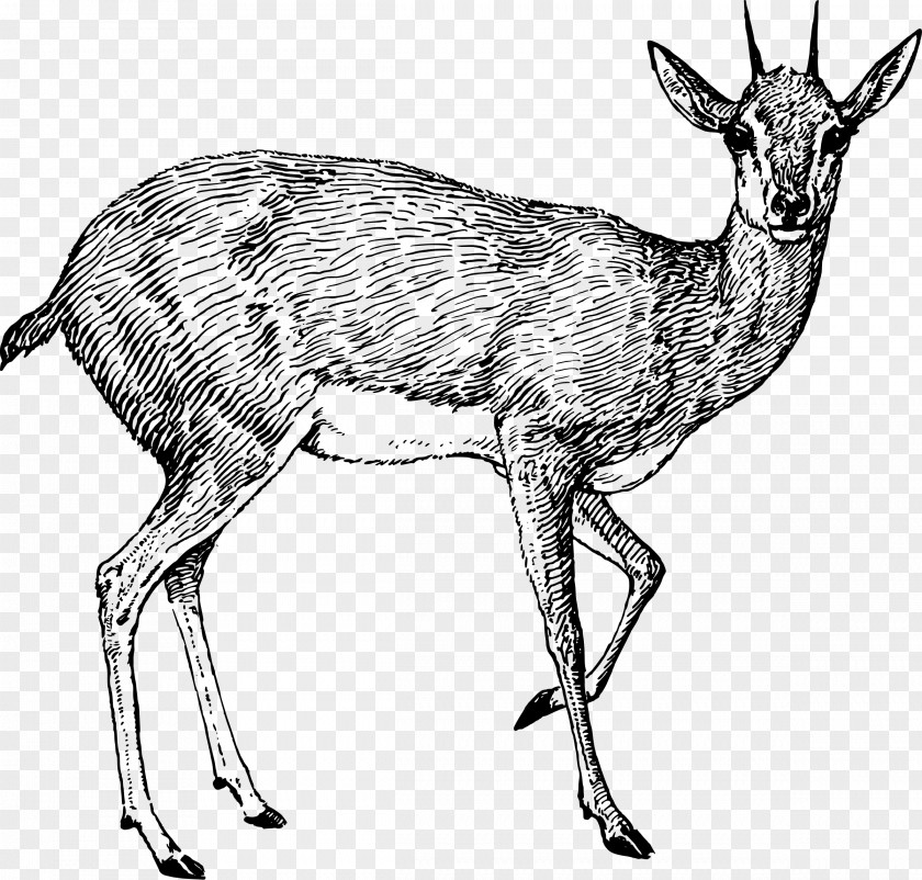 Antelope Deer Oryx Drawing Pronghorn PNG