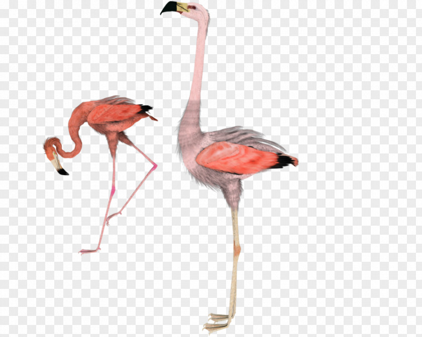 Flamingo Water Bird DeviantArt Clip Art PNG