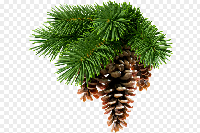 Needle Abies Sibirica Conifer Cone Spruce White Fir Conifers PNG