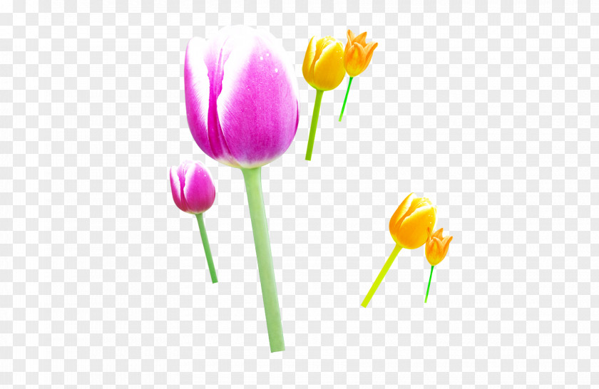 Tulip Flower PNG