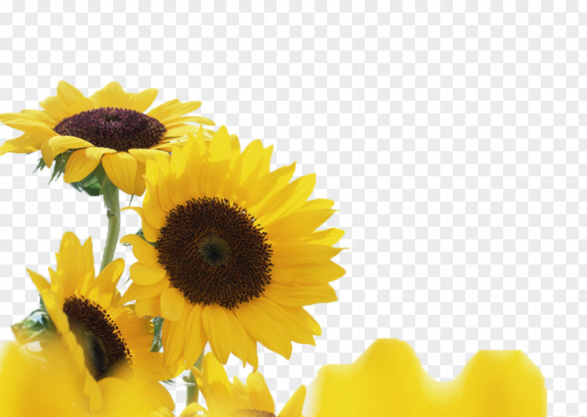 Yellow Sunflower Columbia University GitHub Inc. Common Brisk Plant PNG