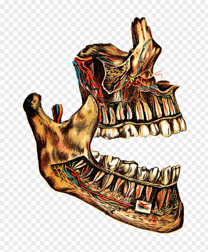 Lung Bone Medical Illustration Jaw Drawing PNG