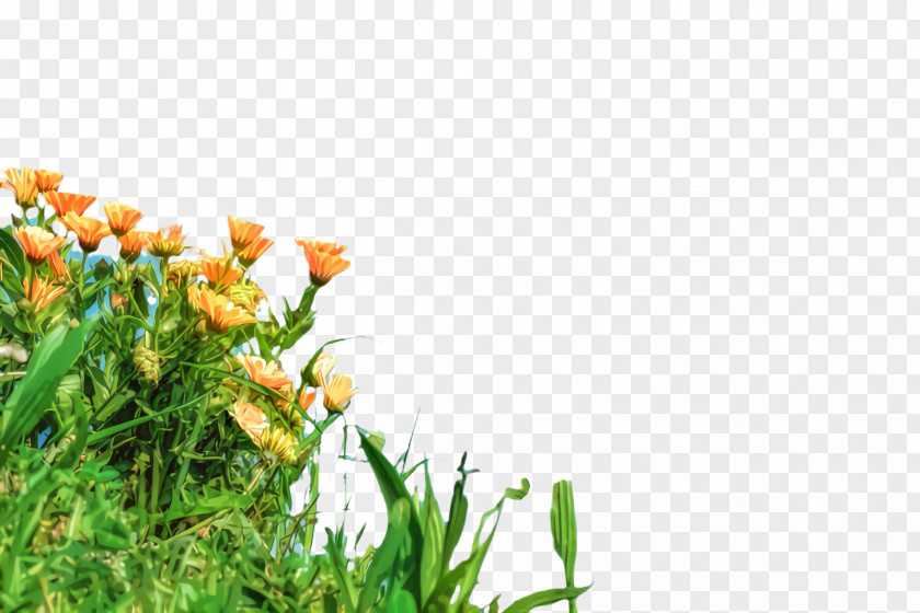Meadow Herbaceous Plant Flowers Background PNG